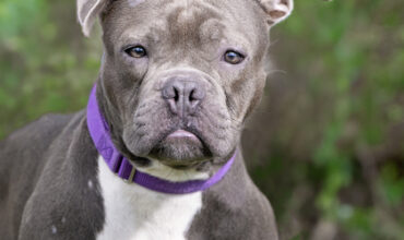 Viburnum Would Love a Foster