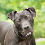 Diesel Truck Would Love A Foster
