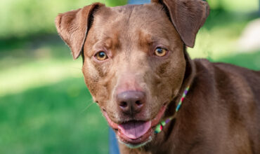 Jade Would Love A Foster