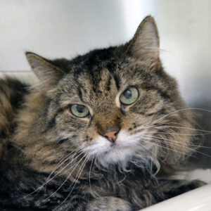 Joe Would Love A Foster