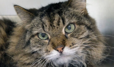 Joe Would Love A Foster
