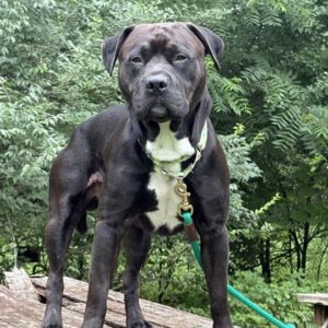 Levering Needs A Foster