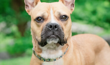 Primrose Would Love a Foster
