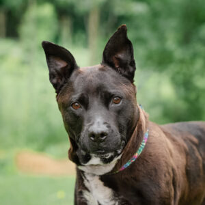 Ricotta Would Love A Foster