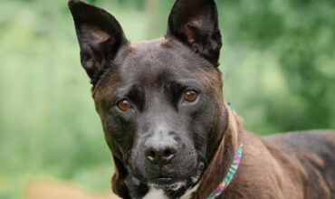 Ricotta Would Love A Foster