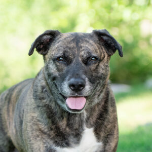Quinn Would Like A Foster