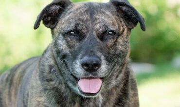 Quinn Would Like A Foster