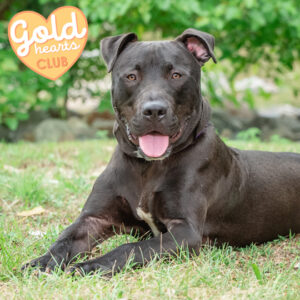 Diesel Truck Would Love A Foster