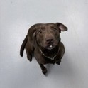 Jade Would Love A Foster