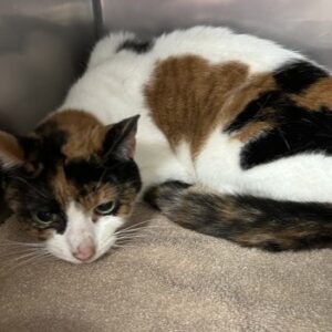 Sunny Needs A Foster