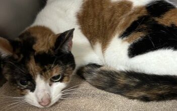 Sunny Needs A Foster