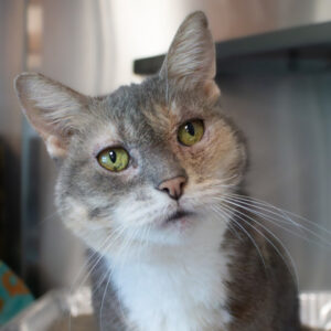 Autumn Would Love A Foster