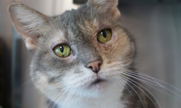 Autumn Would Love A Foster