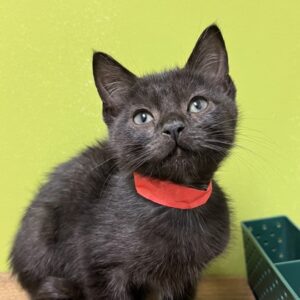 Halloweentown Needs A Foster
