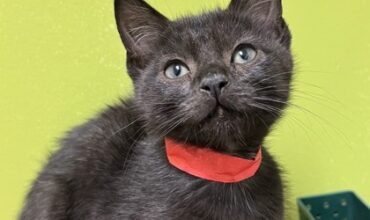 Halloweentown Needs A Foster