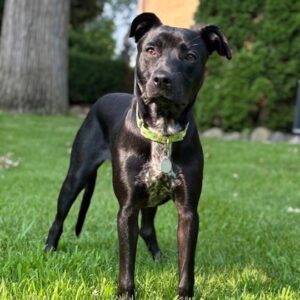 Frankie Needs A Foster