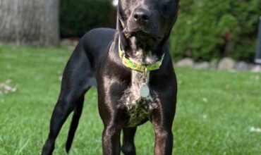 Frankie Needs A Foster