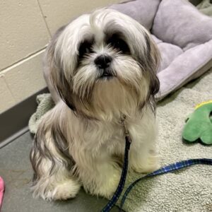 Pinconning Would Like A Foster