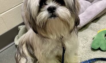 Pinconning Would Like A Foster