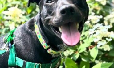 Frankie Needs A Foster
