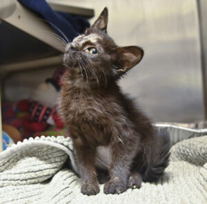 Tilly The Kitten Needs A Medical Foster