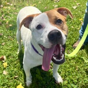 Oats Is Seeking Foster