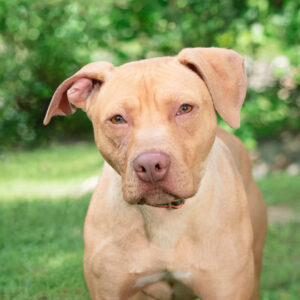 Scrabble Is Seeking Foster