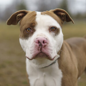 Titan Is Seeking Foster