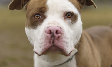 Titan Is Seeking Foster