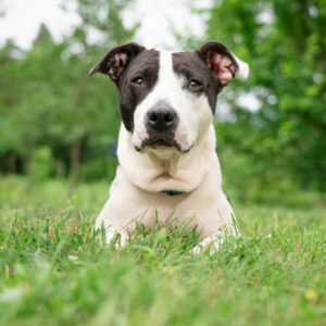 Juggernaut Is Seeking Foster