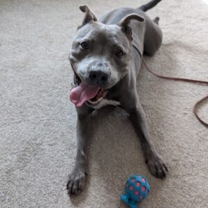 Lulu is Seeking Foster