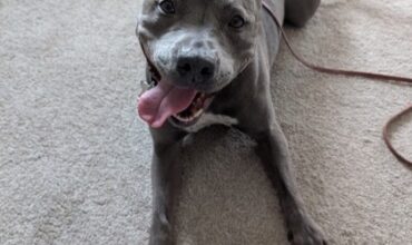 Lulu is Seeking Foster