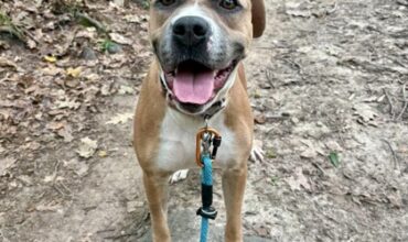 Emri Would Like A Foster