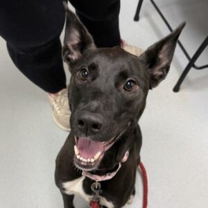 Spicy Spots Is Seeking Foster