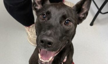 Spicy Spots Is Seeking Foster