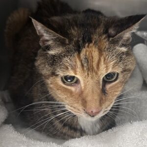 Magnolia Needs A Foster