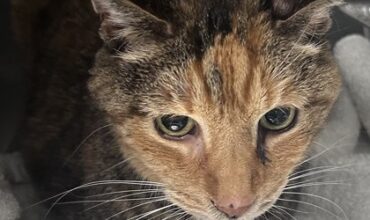 Magnolia Needs A Foster