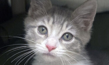 The Purrfect Pair: BOGO Kittens at Humane Society