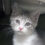 The Purrfect Pair: BOGO Kittens at Humane Society