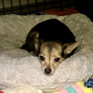 Litty Is Seeking Foster