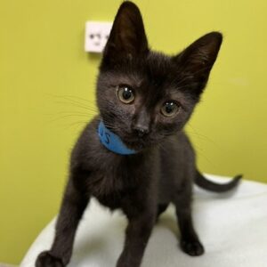 Cirrus (and other kittens!) Need Medical Fosters