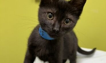 Kittens Need Medical Fosters