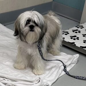Pinconning Would Like A Foster