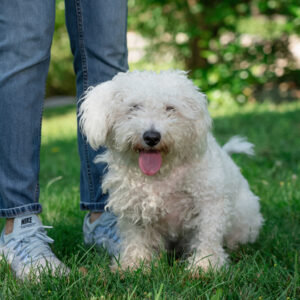 Jackie Would Love A Foster