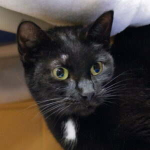 Bashful Would Love A Foster
