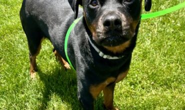 Karma Would Like A Foster