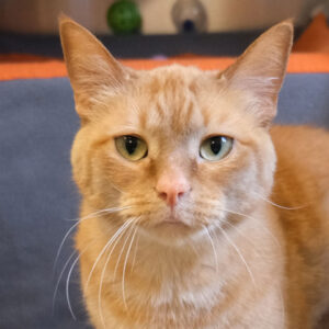 Anna Would Like A Foster