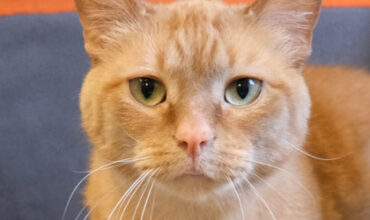 Anna Would Like A Foster