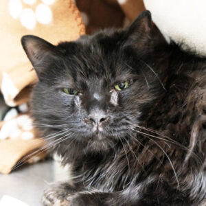 Tom Needs A Foster