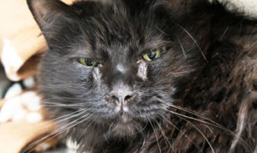 Tom Needs A Foster